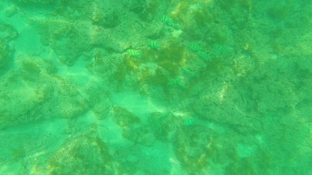 PALMILLA LOS CABOS BCS MEXICO-2021: Small Striped Fish Swimming Over Rocky Seabed
