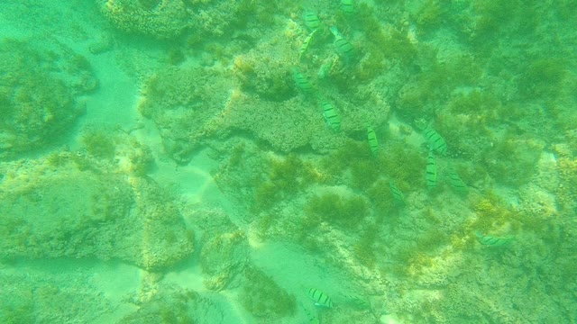 PALMILLA LOS CABOS BCS MEXICO-2021: Small Striped Fish Swimming over Rocky Ocean Floor