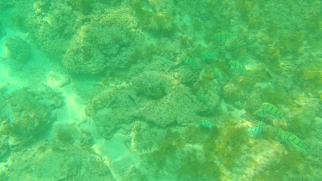 PALMILLA LOS CABOS BCS MEXICO-2021: Tropical Fish Swimming Over Coral Reef