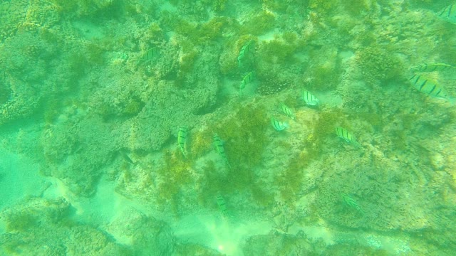 PALMILLA LOS CABOS BCS MEXICO-2021: Sergeant Major Fish Swimming Over Rocky Seabed