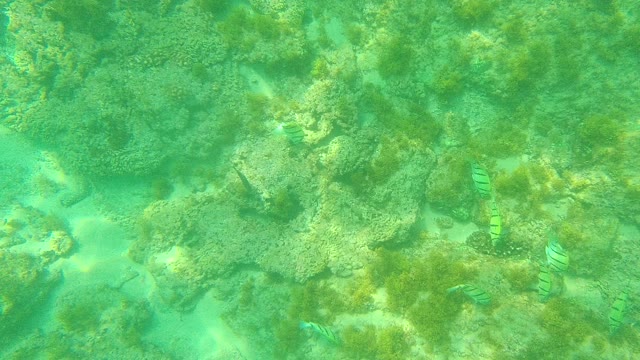 PALMILLA LOS CABOS BCS MEXICO-2021: Underwater Coral Reef with Swimming Fish