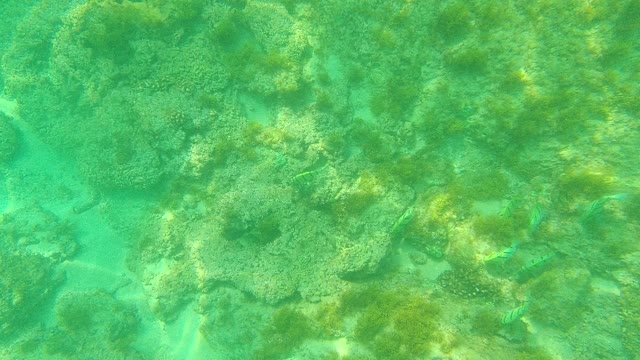 PALMILLA LOS CABOS BCS MEXICO-2021: Small Striped Fish Swimming Among Coral Reef