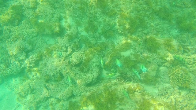 PALMILLA LOS CABOS BCS MEXICO-2021: Small Striped Fish Swimming Among Coral Formations