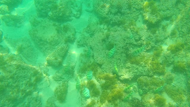PALMILLA LOS CABOS BCS MEXICO-2021: Small Fish Swimming Through Coral Reefs Underwater