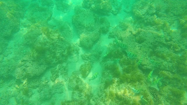 PALMILLA LOS CABOS BCS MEXICO-2021: Underwater View of Striped Fish Swimming over Rocky Seabed