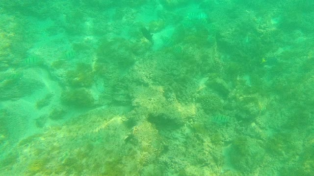 PALMILLA LOS CABOS BCS MEXICO-2021: Underwater Seabed with Small Fish and Algae