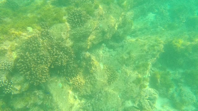 PALMILLA LOS CABOS BCS MEXICO-2021: Underwater Coral Reef with Moving Seaweed and Clear Water
