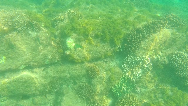 PALMILLA LOS CABOS BCS MEXICO-2021: Underwater Coral Reef with Fish and Seaweed