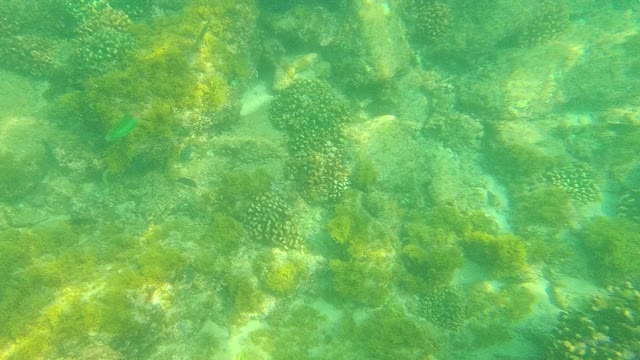 PALMILLA LOS CABOS BCS MEXICO-2021: Underwater Coral and Seaweed Ecosystem with Small Fish
