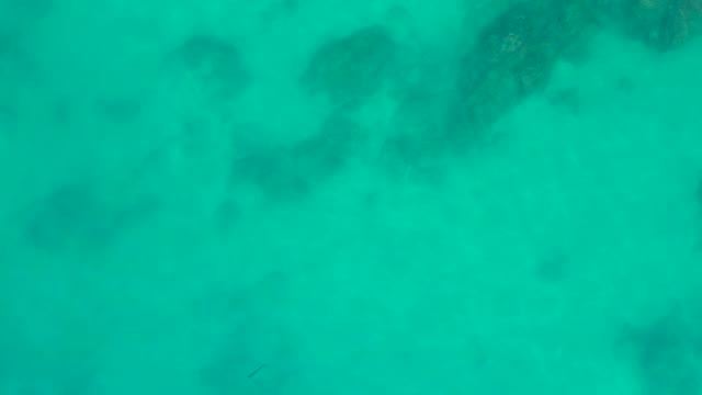 SHIPWRECKS LOS CABOS BCS MEXICO-2021: Small Fish Swimming Over Coral Reef in Clear Ocean Water