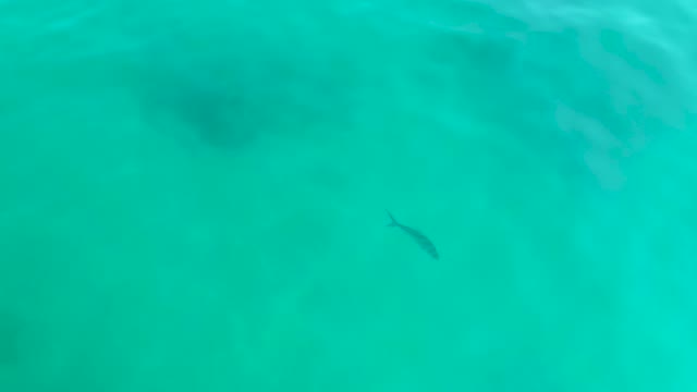 SHIPWRECKS LOS CABOS BCS MEXICO-2021: Small Fish Gliding Through Shallow Turquoise Water