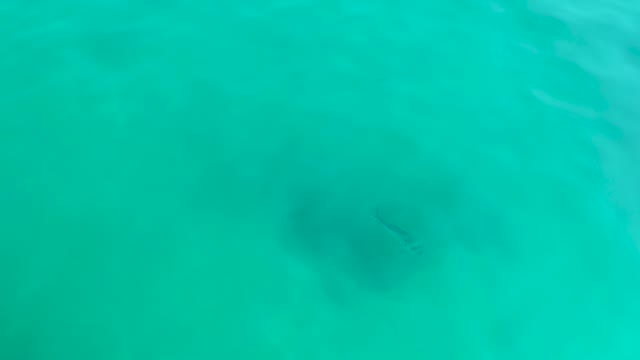 SHIPWRECKS LOS CABOS BCS MEXICO-2021: Small Fish Swimming in Shallow Turquoise Water