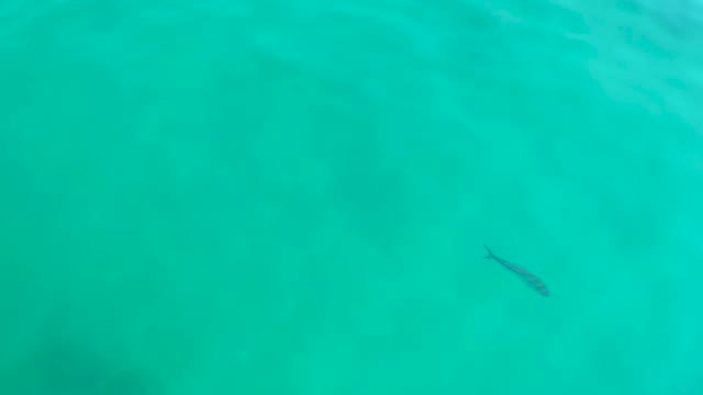 SHIPWRECKS LOS CABOS BCS MEXICO-2021: Small Fish Swimming in Clear Turquoise Water