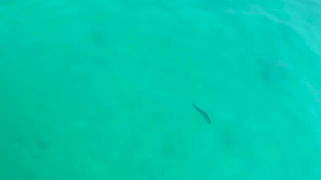 SHIPWRECKS LOS CABOS BCS MEXICO-2021: Small Fish Swimming in Shallow Turquoise Water