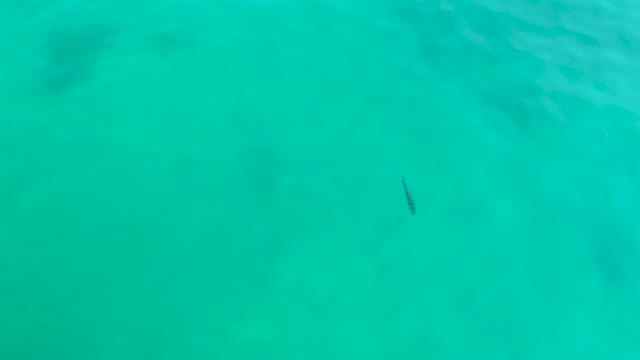 SHIPWRECKS LOS CABOS BCS MEXICO-2021: Small Fish Swimming in Clear Turquoise Water