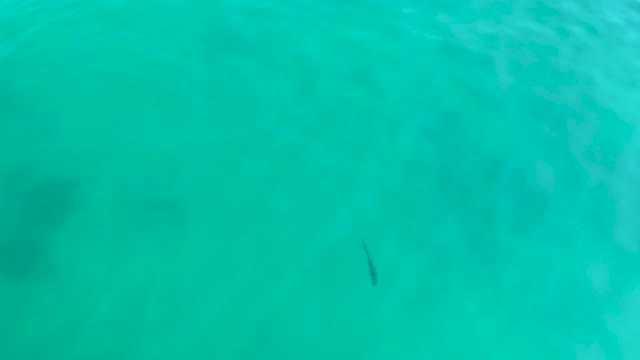 SHIPWRECKS LOS CABOS BCS MEXICO-2021: Small Fish Swimming in Clear Turquoise Water
