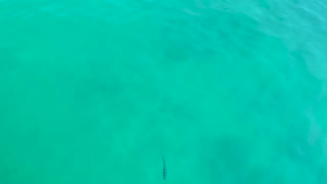 SHIPWRECKS LOS CABOS BCS MEXICO-2021: Small Marine Creature Swimming in Turquoise Water
