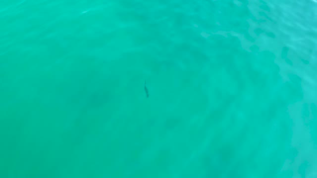 SHIPWRECKS LOS CABOS BCS MEXICO-2021: Small Fish Swimming in Clear Turquoise Water