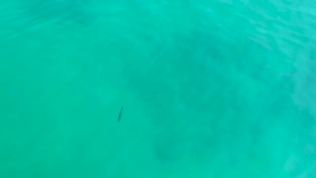 SHIPWRECKS LOS CABOS BCS MEXICO-2021: Small Fish Swimming in Clear Turquoise Water