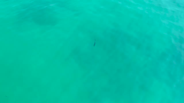SHIPWRECKS LOS CABOS BCS MEXICO-2021: Small Fish Swimming in Clear Turquoise Ocean Water