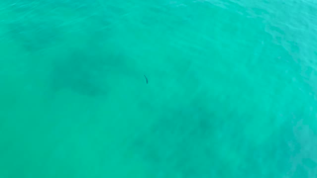 SHIPWRECKS LOS CABOS BCS MEXICO-2021: Small Fish Swimming in Clear Turquoise Water