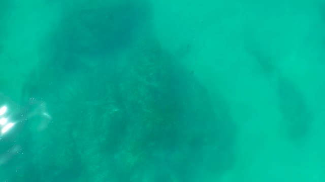 SHIPWRECKS LOS CABOS BCS MEXICO-2021: Underwater Rocky Seabed with Small Fish