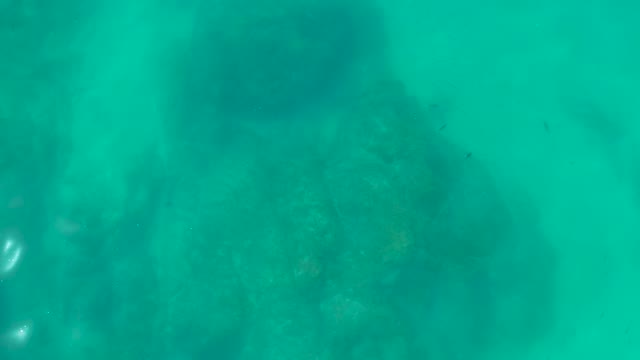 SHIPWRECKS LOS CABOS BCS MEXICO-2021: Underwater View of Rocky Seabed and Small Fish