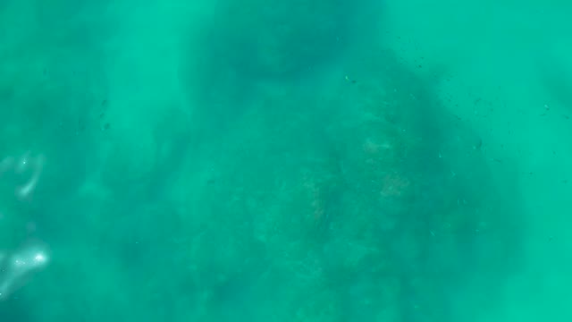 SHIPWRECKS LOS CABOS BCS MEXICO-2021: Underwater Rocky Seabed with Swimming Small Fish