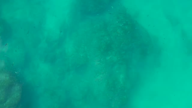 SHIPWRECKS LOS CABOS BCS MEXICO-2021: Small Fish Swimming Around Rocky Seabed Underwater