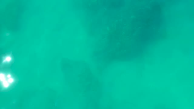 SHIPWRECKS LOS CABOS BCS MEXICO-2021: Marine Life Swimming in Shallow Turquoise Water