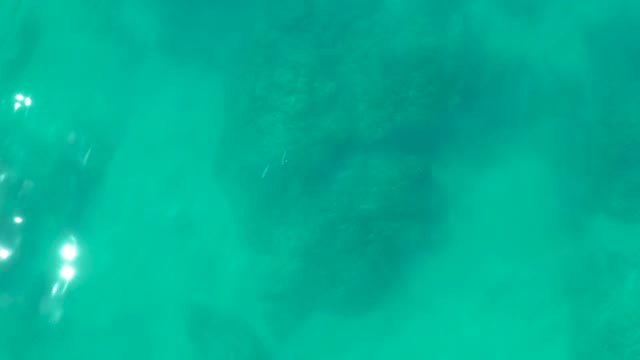 SHIPWRECKS LOS CABOS BCS MEXICO-2021: Small Fish Swimming Near Coral Formations Underwater
