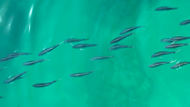 SHIPWRECKS LOS CABOS BCS MEXICO-2021: School of Small Fish Swimming in Clear Turquoise Water