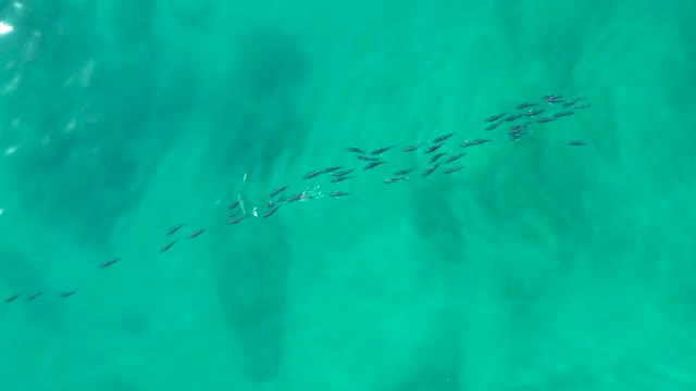 SHIPWRECKS LOS CABOS BCS MEXICO-2021: School of Fish Swimming in Turquoise Waters