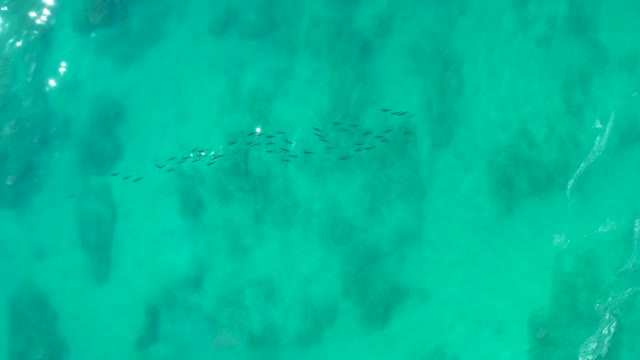 SHIPWRECKS LOS CABOS BCS MEXICO-2021: School of Fish Swimming in Clear Turquoise Water