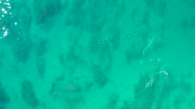 SHIPWRECKS LOS CABOS BCS MEXICO-2021: School of Fish Moving Through Clear Turquoise Water