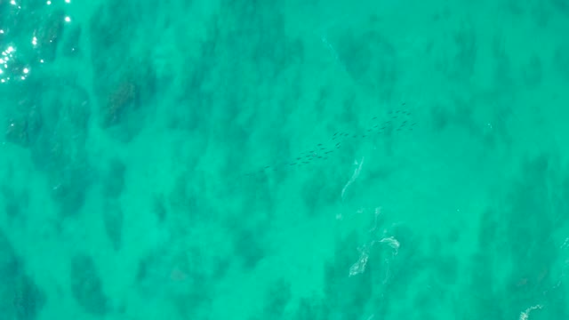 SHIPWRECKS LOS CABOS BCS MEXICO-2021: School of Fish Moving Through Turquoise Ocean Waters