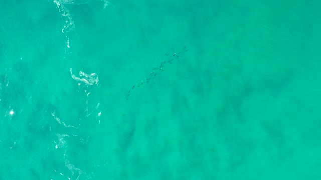 SHIPWRECKS LOS CABOS BCS MEXICO-2021: School of Fish Swimming in Clear Turquoise Ocean Water