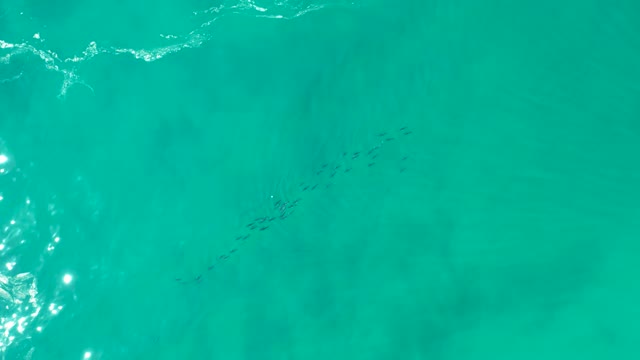 SHIPWRECKS LOS CABOS BCS MEXICO-2021: School of Fish Swimming in Clear Turquoise Water