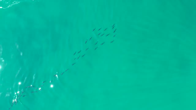 SHIPWRECKS LOS CABOS BCS MEXICO-2021: School of Fish Swimming in Turquoise Ocean