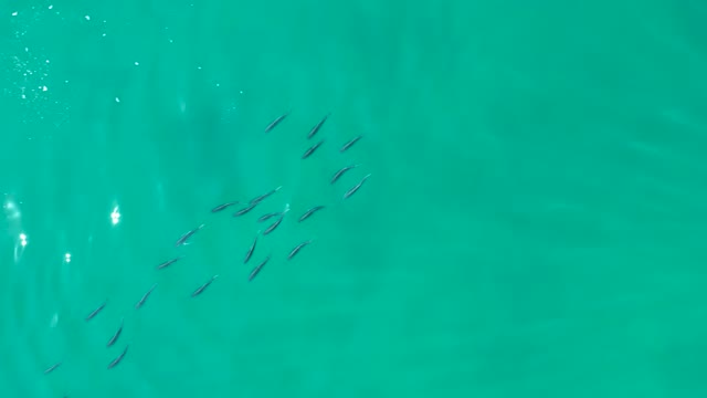 SHIPWRECKS LOS CABOS BCS MEXICO-2021: School of Small Fish Swimming in Clear Turquoise Water