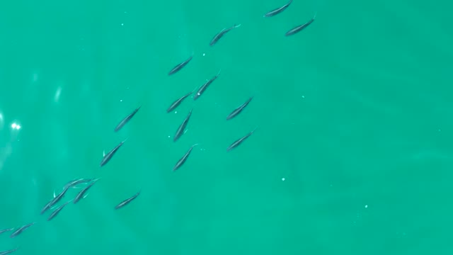 SHIPWRECKS LOS CABOS BCS MEXICO-2021: School of Small Fish Swimming in Turquoise Water