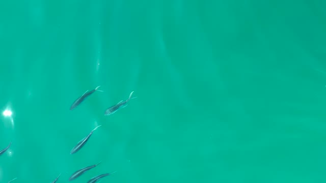 SHIPWRECKS LOS CABOS BCS MEXICO-2021: Small Fish School Swimming in Clear Turquoise Water