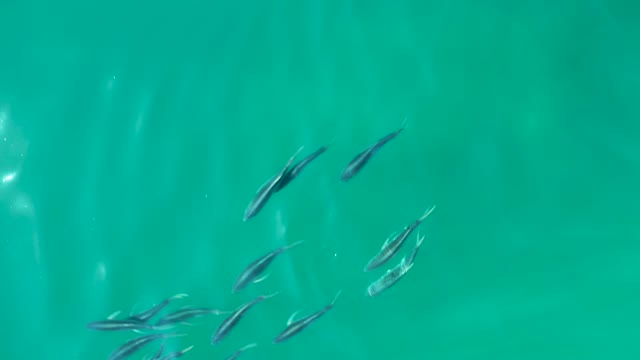 SHIPWRECKS LOS CABOS BCS MEXICO-2021: School of Small Fish Swimming in Clear Turquoise Water