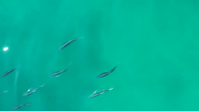 SHIPWRECKS LOS CABOS BCS MEXICO-2021: Small Fish Schooling in Shallow Turquoise Water