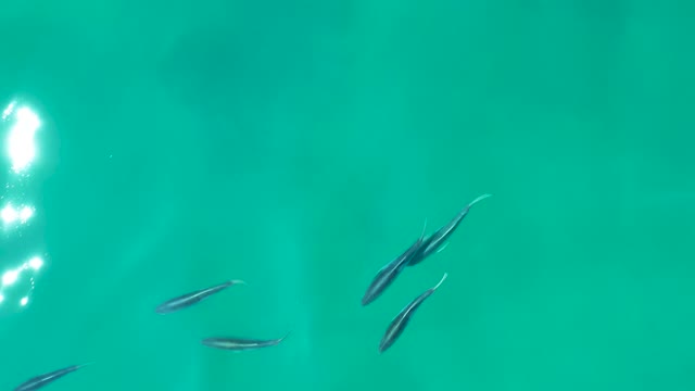 SHIPWRECKS LOS CABOS BCS MEXICO-2021: Small Fish School Swimming in Clear Turquoise Water