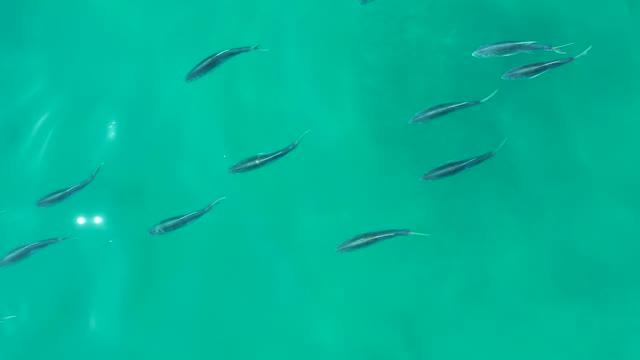 SHIPWRECKS LOS CABOS BCS MEXICO-2021: Small Fish Swimming in Clear Turquoise Water