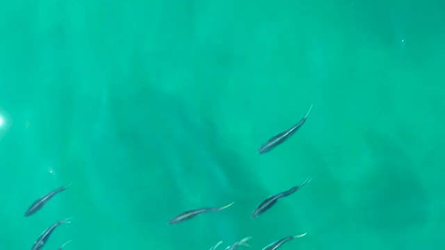 SHIPWRECKS LOS CABOS BCS MEXICO-2021: Small Fish Swimming in Clear Turquoise Water