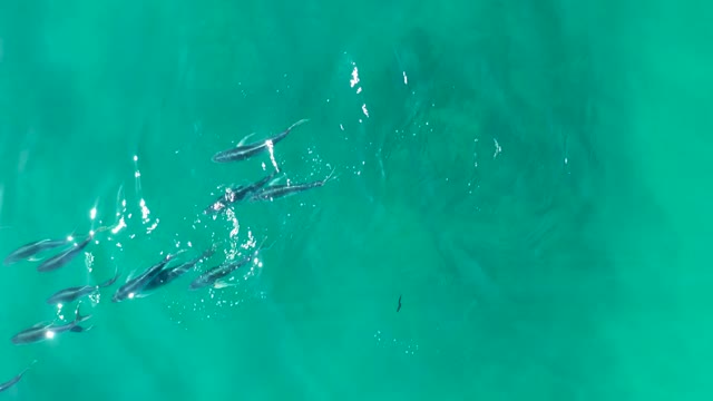 SHIPWRECKS LOS CABOS BCS MEXICO-2021: School of Fish Swimming in Turquoise Water