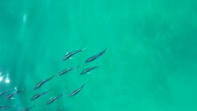 SHIPWRECKS LOS CABOS BCS MEXICO-2021: Small Fish School Swimming in Turquoise Ocean Water