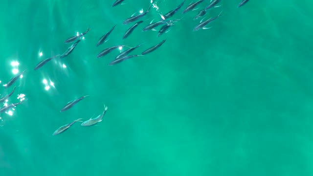 SHIPWRECKS LOS CABOS BCS MEXICO-2021: A School of Small Fish Swimming in Clear Turquoise Water